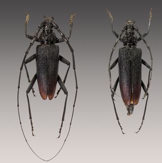 Grand Capricorne (Cerambyx cerdo)