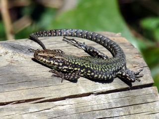 Lézard des murailles (Podarcis muralis)