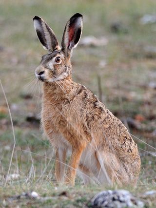 Lièvre d'Europe (Lepus europaeus)