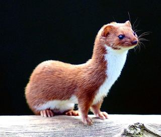 Belette d'Europe (Mustela nivalis)