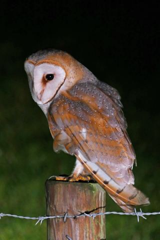 Chouette effraie (Tyto alba)