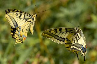 Machaon (Papilio machaon)