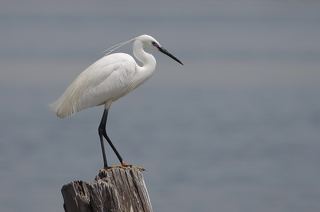 Aigrette garzette (Egretta garzetta)