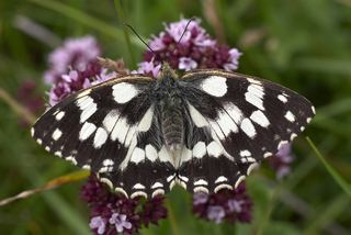 Demi-deuil (Melanargia galathea)