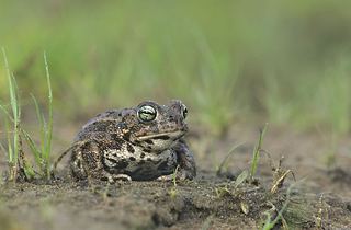 Crapaud calamite (Epidalea calamita)