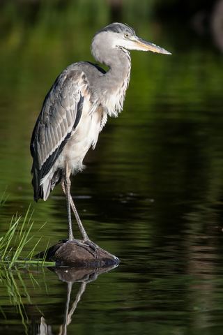 Héron cendré (Ardea cinerea)