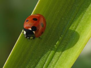 Coccinelle à sept points (Coccinella septempunctata)