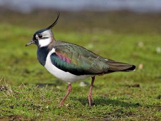 Vanneau huppé (Vanellus vanellus)