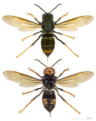 Frelon asiatique (Vespa velutina nigrithorax)