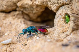 Guêpe coucou (Chrysis ignita)