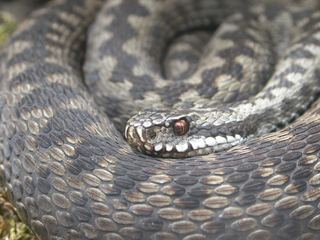 Vipère péliade (Vipera berus)