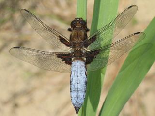 Libellule déprimée (Libellula depressa)