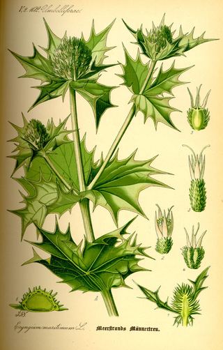 Panicaut maritime (Eryngium maritimum)