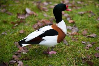 Tadorne de Belon (Tadorna tadorna)