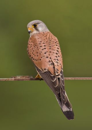 Faucon crécerelle (Falco tinnunculus)