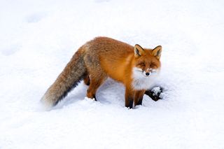 Renard roux (Vulpes vulpes)