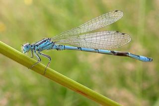 Agrion de Mercure (Coenagrion mercuriale)