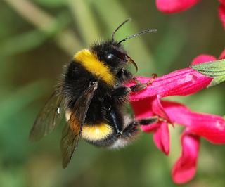Bourdon terrestre (Bombus terrestris)