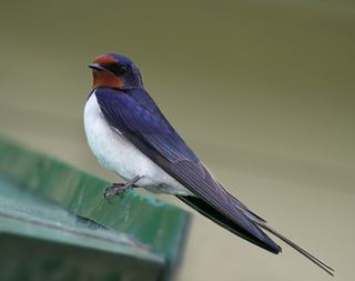 Hirondelle rustique (Hirundo rustica)
