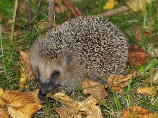 Hérisson d'Europe (Erinaceus europaeus)