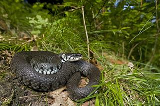 Couleuvre à collier (Natrix helvetica)
