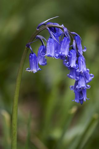 Jacinthe des bois (Hyacinthoides non-scripta)