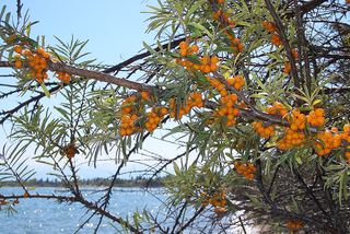 Argousier (Hippophae rhamnoides)