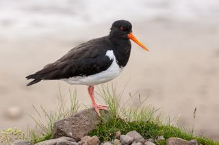Huîtrier pie (Haematopus ostralegus)