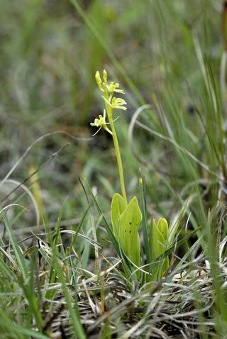 Liparis de Loesel (Liparis loeselii)