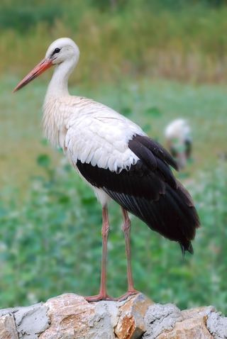Cigogne blanche (Ciconia ciconia)