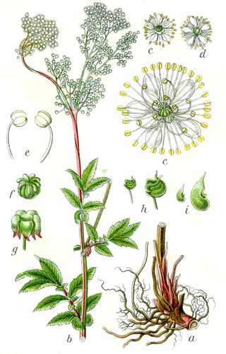 Reine-des-prés (Filipendula ulmaria)