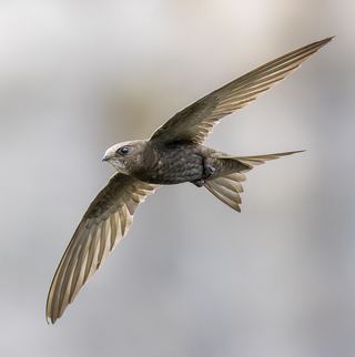 Martinet noir (Apus apus)