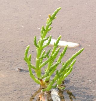 Salicorne d'Europe (Salicornia europaea)