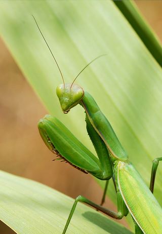 Mante religieuse (Mantis religiosa)