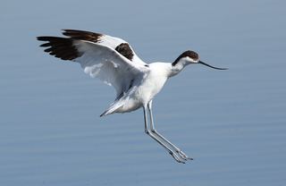 Avocette élégante (Recurvirostra avosetta)