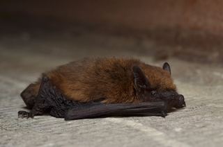 Pipistrelle commune (Pipistrellus pipistrellus)