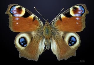 Paon-du-jour (Aglais io)