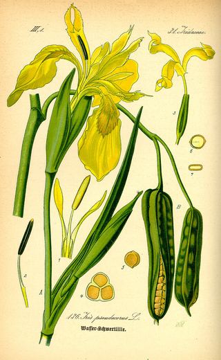 Iris des marais (Iris pseudacorus)