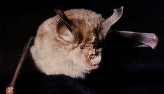 Grand Rhinolophe (Rhinolophus ferrumequinum)
