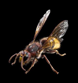 Frelon européen (Vespa crabro)