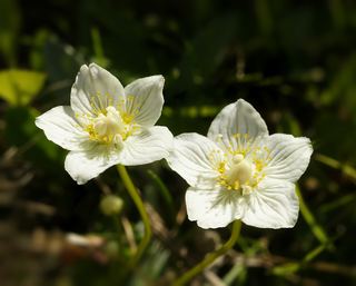 Parnassie des marais (Parnassia palustris)