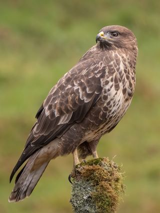 Buse variable (Buteo buteo)