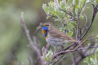 Gorgebleue à miroir (Luscinia svecica)