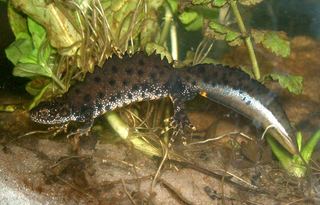 Triton crêté (Triturus cristatus)