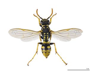 Guêpe poliste (Polistes dominula)