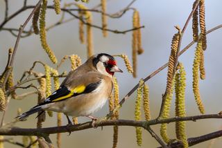 Chardonneret élégant (Carduelis carduelis)