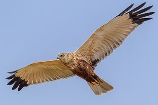 Busard des roseaux (Circus aeruginosus)