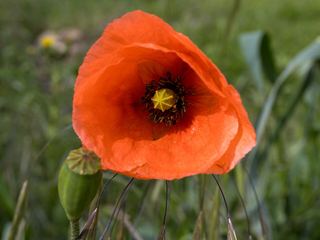 Coquelicot (Papaver rhoeas)