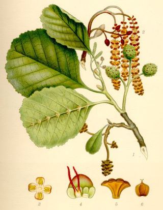 Aulne glutineux (Alnus glutinosa)