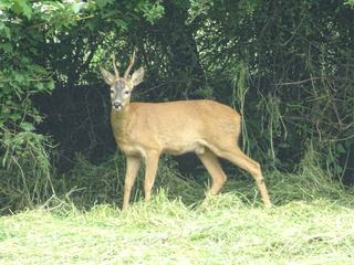 Chevreuil européen (Capreolus capreolus)